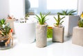 Tiny succulents in concrete plant holders on window ceiling. Small cactus and moss in handmade vases of different shapes. Stylish