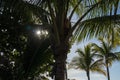 Tiny sunbeams burst through palm fronds on Florida beach in motivating photo