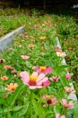 a close-up view of a colorful sunflower garden. Royalty Free Stock Photo