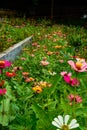 a close-up view of a colorful sunflower garden. Royalty Free Stock Photo