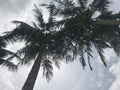 Tiny sunlight shines through coconut trees