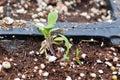 Tiny Sweet Alyssum seedlings growing in soil in a tray