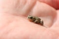 A tiny sweet baby Common Toad, Bufo Bufo, sitting on the palm of a hand. Royalty Free Stock Photo
