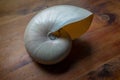 Tiny swirling layers of mother of pearl on a chambered nautilus shell, diagonal wood table top