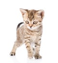 Tiny tabby kitten looking at camera. isolated on white background Royalty Free Stock Photo