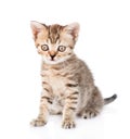 Tiny tabby kitten looking at camera. isolated on white background Royalty Free Stock Photo