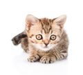 Tiny tabby kitten lying in front. isolated on white background Royalty Free Stock Photo