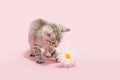 Tiny tabby kitten playing with daisy flower,