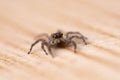 Tiny Tan jumping spider on the floor Royalty Free Stock Photo