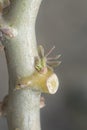 Tiny tapioca shoot growing out from the stem