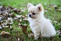 Applehead Chihuahua Puppy with White Long Fur Standing in Fall Leaves Royalty Free Stock Photo