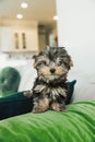 A tiny teacup yorkie puppy dog sitting on a couch arm with a green pillow Royalty Free Stock Photo
