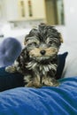 A tiny teacup yorkie puppy dog sitting on a couch arm with a royal blue pillow Royalty Free Stock Photo