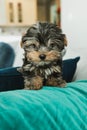 A tiny teacup yorkie puppy dog sitting on a couch arm with a teal pillow Royalty Free Stock Photo