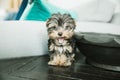 A tiny teacup yorkie puppy dog sitting on a couch arm with a teal pillow Royalty Free Stock Photo