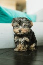 A tiny teacup yorkie puppy dog sitting on a side end table Royalty Free Stock Photo
