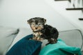 A tiny teacup yorkie puppy dog standing on a teal and navy pillow Royalty Free Stock Photo