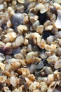 Tiny telline shells on the Sea Beach Royalty Free Stock Photo