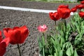 Beauty in diverse. A pinkish small tulip in a row of amazing huge bell-shaped tulip flowers. Royalty Free Stock Photo