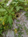 Tiny Thorns: Beauty in the Small Details