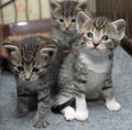 Small striped kittens Royalty Free Stock Photo