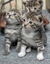 Small striped kittens Royalty Free Stock Photo