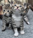 Small striped kittens Royalty Free Stock Photo