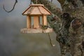 Tiny Tit bird picking seeds for a wooden bird feeder hanging from a tree branch Royalty Free Stock Photo