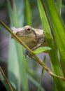 A tiny toad climbs among the long grass Royalty Free Stock Photo