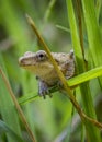 A tiny toad crawls through the long grass Royalty Free Stock Photo