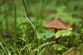 Tiny toadstool