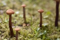Tiny Toadstools in Olympic National Park Royalty Free Stock Photo