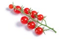 Tiny tomatoes Solanum pimpinellifolium on vine, paths, top vie