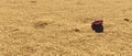 Tiny Toy Car Off Road Vehicle Traveling Over Particles of Sand on a Sunny Day