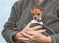 Tiny Toy Fox Terrier Puppy Cuddled in the Owner`s Arms Royalty Free Stock Photo