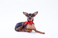 Tiny toy-terrier, studio shot. Royalty Free Stock Photo