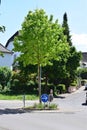 tiny traffic circle with a tree Royalty Free Stock Photo