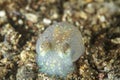 A tiny transparent cuttlefish, with fluorescent dots on its body, rests on the sandy seabed Royalty Free Stock Photo