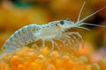 Tiny transparent shrimp sitting on soft coral, macro underwater close-up Royalty Free Stock Photo