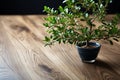 Tiny tree adorns wooden surface, merging natures beauty with interior charm