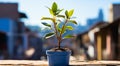 A Tiny Tree in a Charming Blue Pot on a Rustic Wooden Table