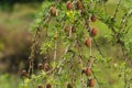 Tiny tree with cone