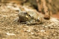 Tiny Tree Frog Close-up