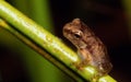 Tiny tree frog on grass stem
