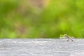 Tiny Tree Frog Peeking over Bench Plank