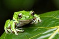 Tiny Tree Frog on Tropical Leaf Sharp Detail Green Environment Tree frog, sharp detail, green leaf. Royalty Free Stock Photo