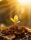 Tiny tree sapling growing out from the foliage in the forest, sunlit by soft morning light