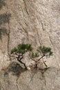 Tiny Trees on a Cliffside Royalty Free Stock Photo