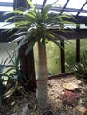 Tiny tropical palm tree glasgow botanics