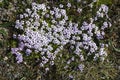 Tiny tundra flowers Moss Campion Silene acaulis in Swedish Lapland Royalty Free Stock Photo